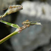 Female Empusa fasciata