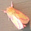 Pink prominent moth