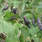 Grasshopper nymphys