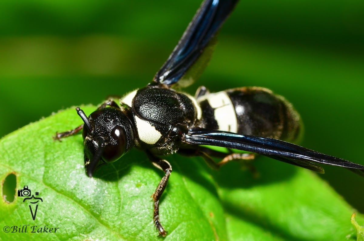 Four-Toothed Mason Wasp