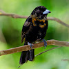 Scarlet rumped Tanager