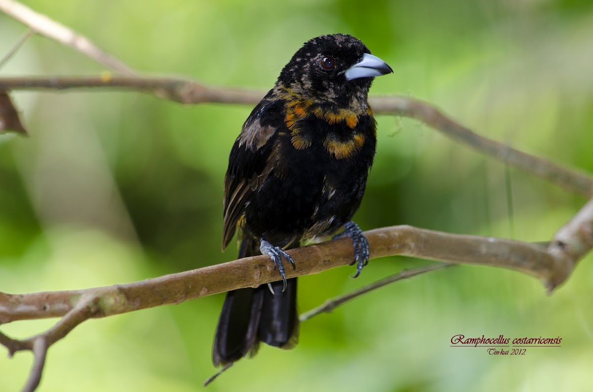 Scarlet rumped Tanager