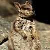 Mareeba Rock Wallaby