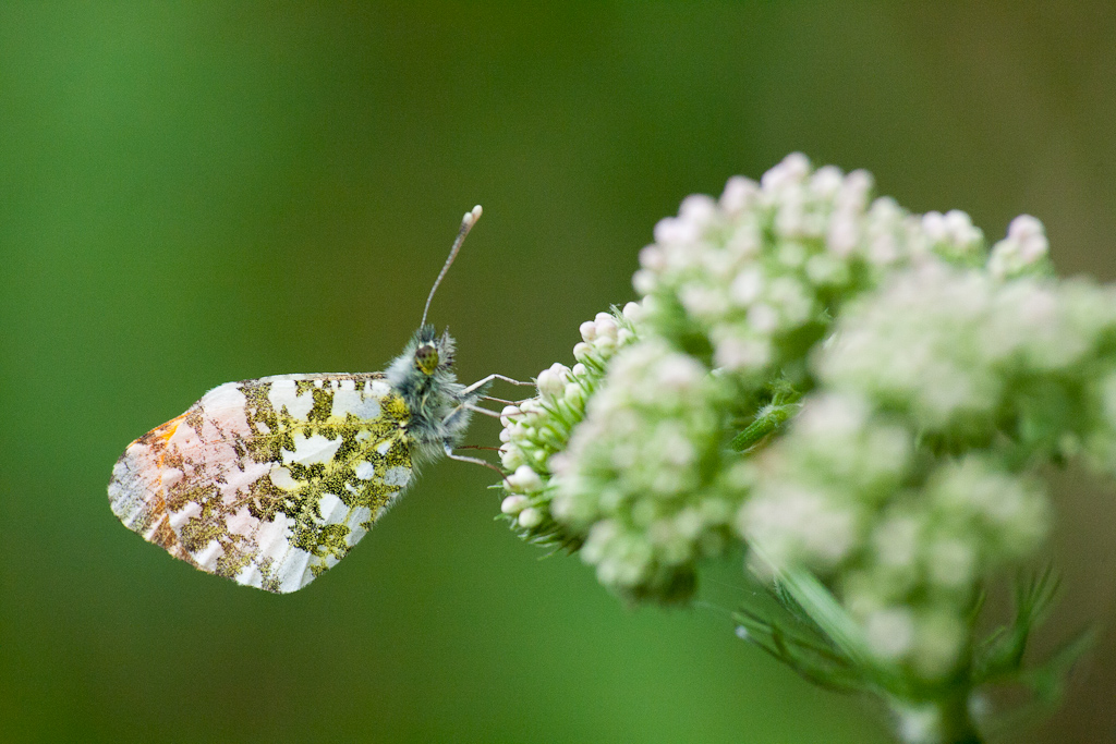 Anthocharis cardamines - Hajnalpírlepke