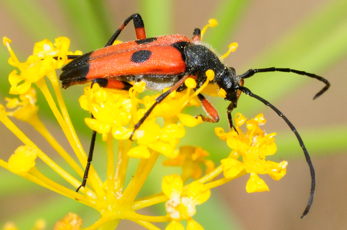Two-spot longhorn beetle, Longicornio de dos manchas
