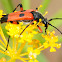 Two-spot longhorn beetle, Longicornio de dos manchas