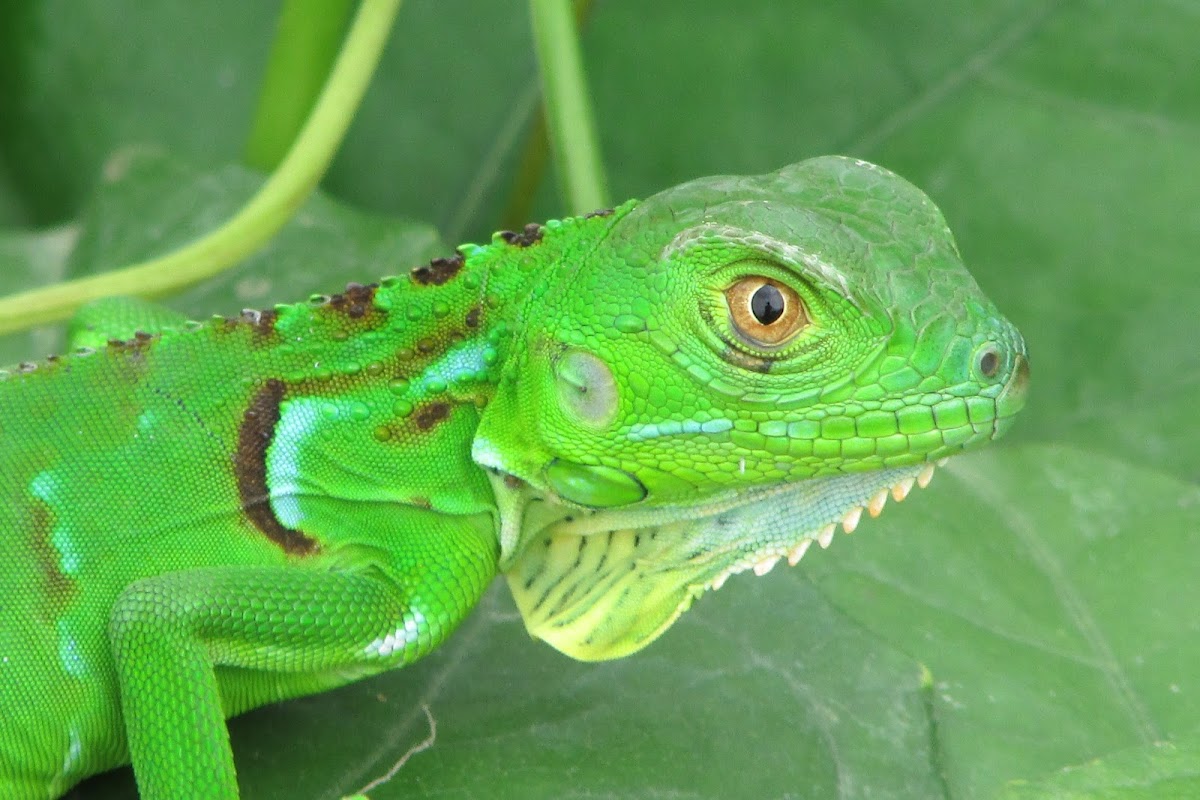 Iguana verde (Green iguana/Blue diamond iguana)