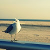 Ring-billed Gull