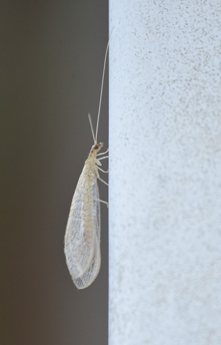 Green Lacewing sp.