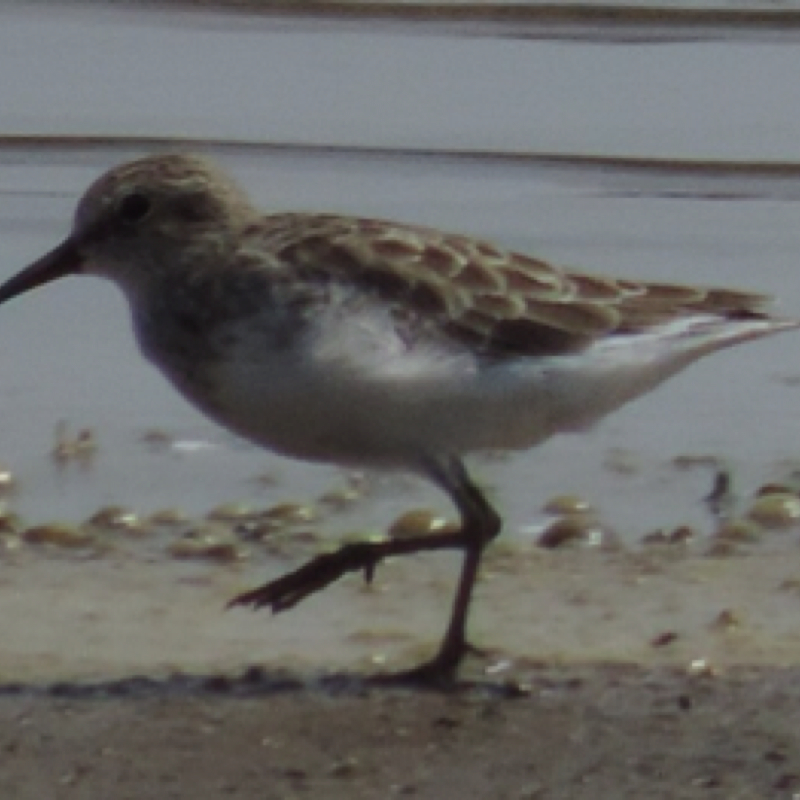 White-rumped Sandpiper