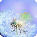 dandelion fly to the sun Apk