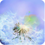 Cover Image of Tải xuống dandelion fly to the sun 31 APK