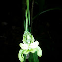 the green flowered claderia