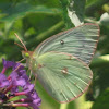 Sulphur butterfly
