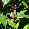 Evergreen Magnolia