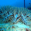 Crown of Thorns Starfish 