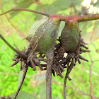 four winged gall