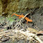 Red-spotted newt