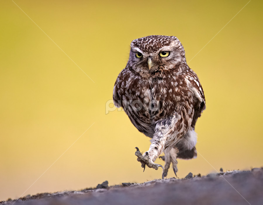 Little Owl Walking | Birds | Animals | Pixoto
