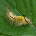 White-Marked Tussock  larvae