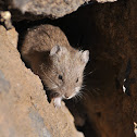 White-bellied Grass Mouse