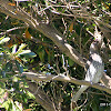 Australasian Figbird (female)