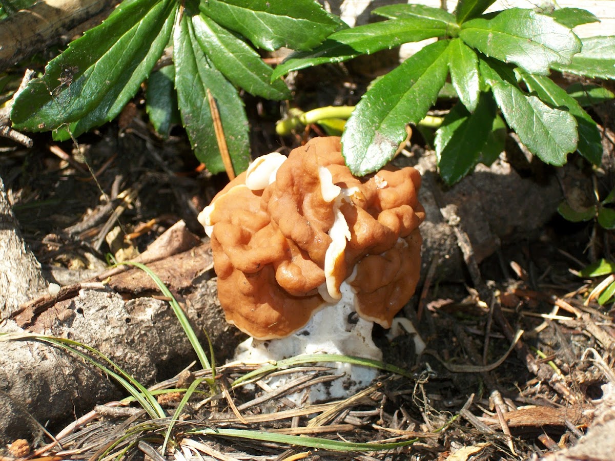 False Morel or Calf's Brain Project Noah