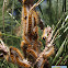 Pine Processionary Moth