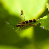 Apple bark borer moth