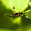 Apple bark borer moth