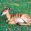 Nyala 