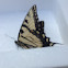 Eastern Tiger Swallowtail butterfly
