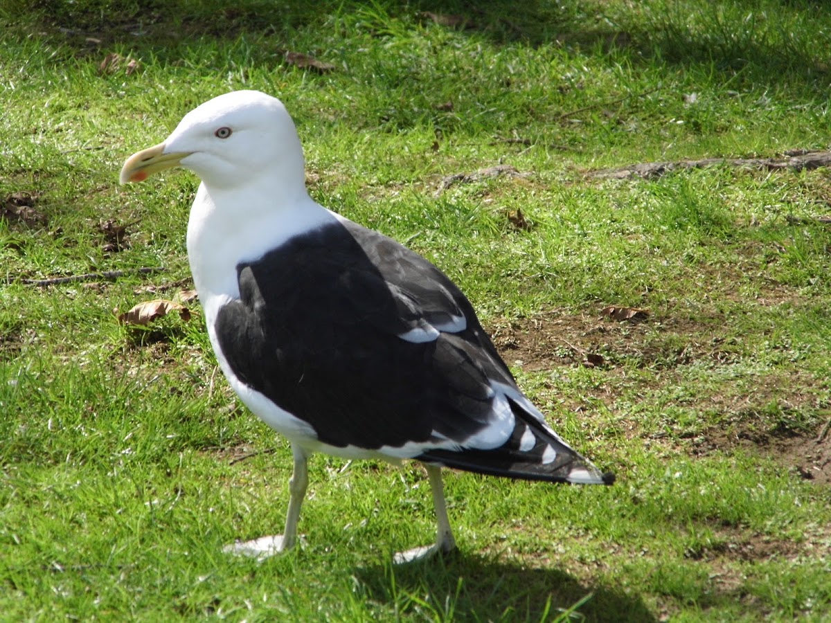 black backed gull (karoro)