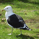 black backed gull (karoro)