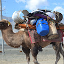 Bactrian camel