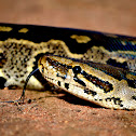 Southern African Python