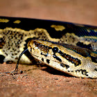 Southern African Python