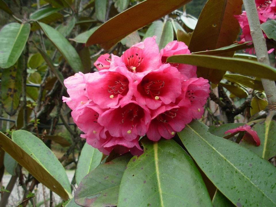 लाली गुराँसRhododendron