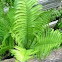 Wood fern