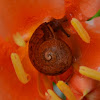 Garden Snail