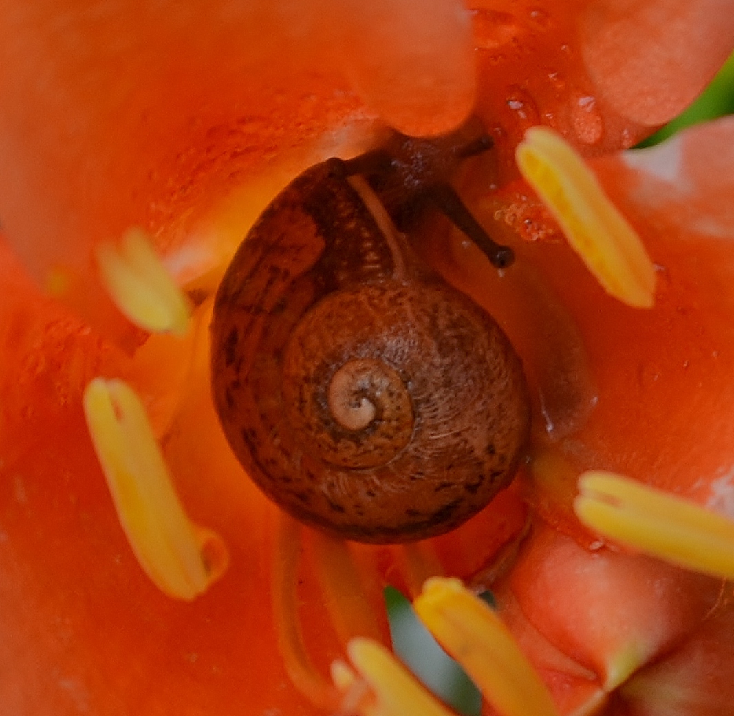 Garden Snail