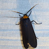 Yellow-Collared Scape Moth