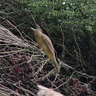 Clay-colored Thrush