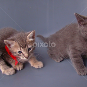 My cat's daugthers by LoRe Pics ARG - Animals - Cats Kittens