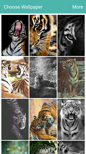 Tiger Wallpapers HD