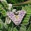 Leadplant Flower Moth