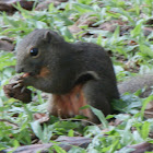 Plantain Squirrel