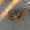 Woodhouse Toad
