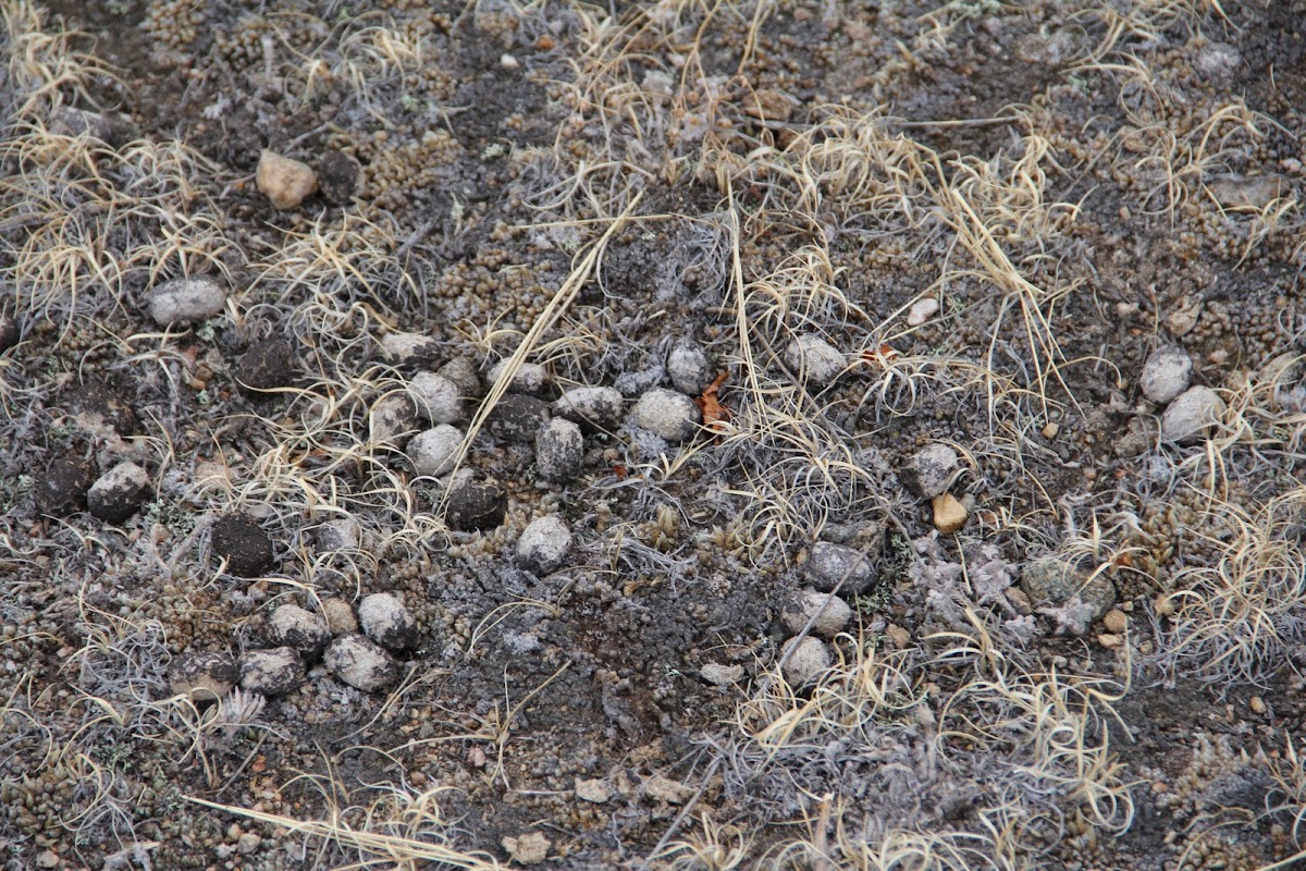 Mule Deer scat