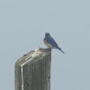 Eastern Blue Bird